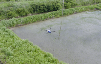 Хейлунцзян | Обприскування рису дроном відкриває нову еру сільського господарства
