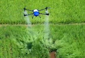 Високоточний сільськогосподарський дрон обприскує рисове поле засобом від комах
