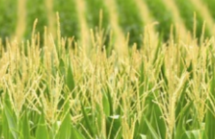 Застосування дрона захисту рослин у вирощуванні кукурудзи

