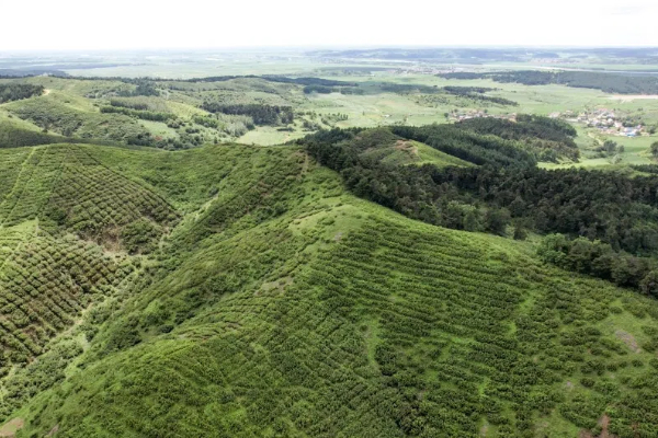 Сприяння механізації захисту лісових горіхів у Ляоніні: прагнення до подвійних потоків доходу