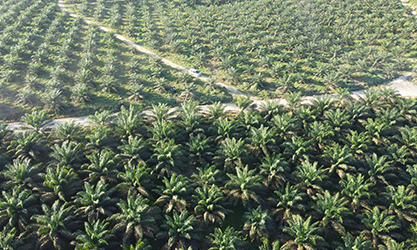 Застосування спрею для плям пальмової олії в Індонезії