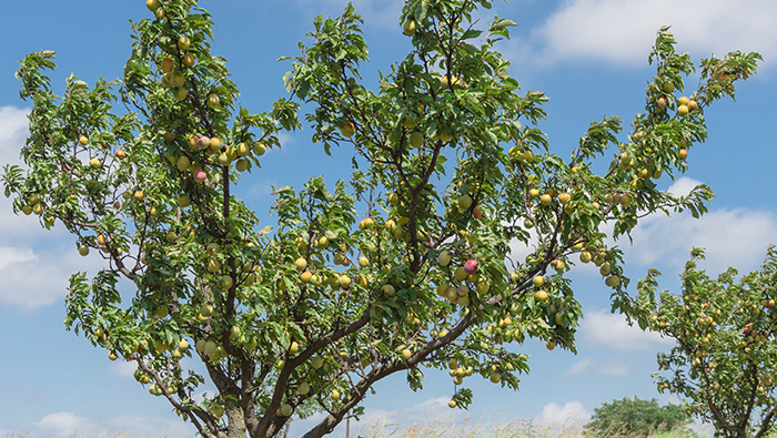 Перевірка контролю за захистом рослин від попелиці персикового дерева