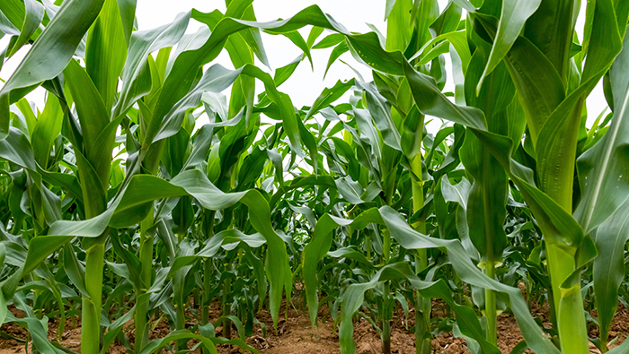 Перевірка захисту рослин кукурудзи безпілотним обприскувачем EAVISION, високий ефект контролю та низькі економічні втрати