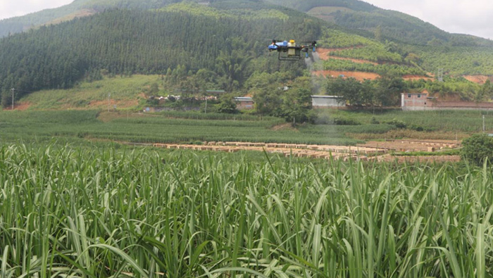 Інтелектуальні сільськогосподарські дрони EAvision чудово впливають на запобігання польоту цукрової тростини!