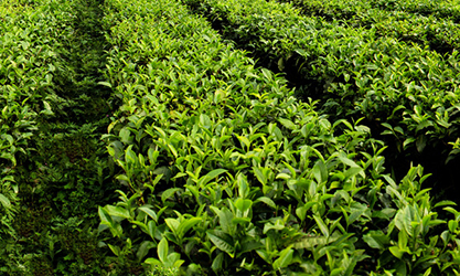 thor-ea2021a для чайного саду
