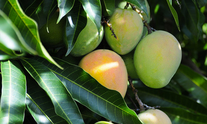 thor-ea2021a для дерева манго
